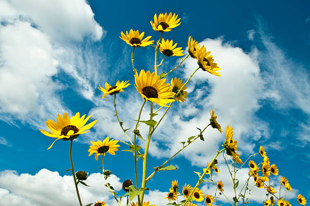 istock Bright Yellow Sunflowers against white cloud filled deep blue sky 176102878