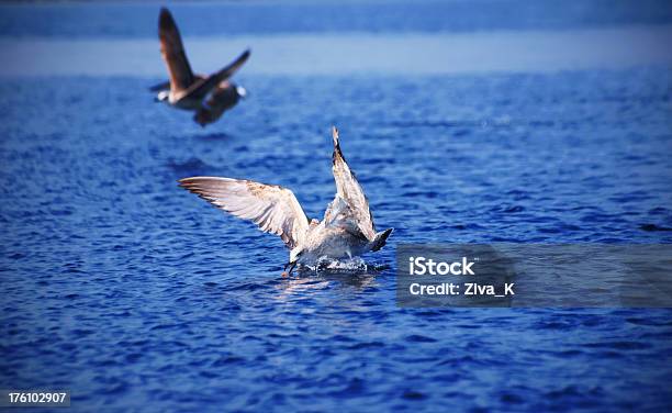 Gaviotas De Alimentación Foto de stock y más banco de imágenes de Actividad - Actividad, Agarrar, Agilidad