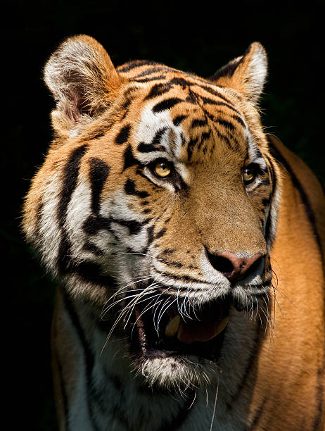 istock King Of The Jungle 176102959