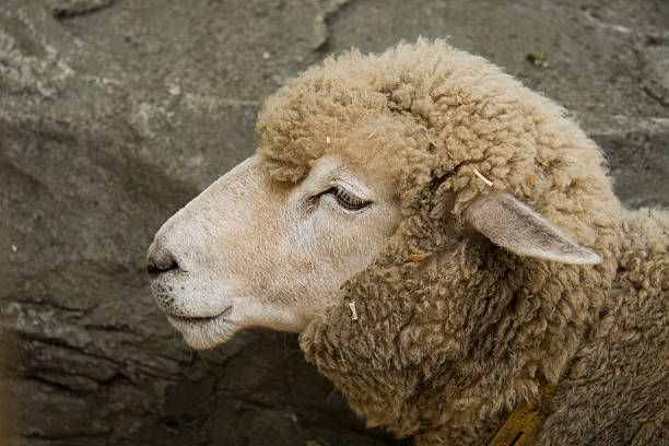 Smiling Sheep stock photo
