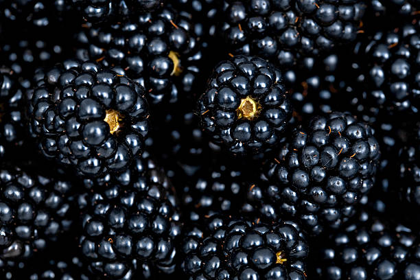 istock plenty of fresh blackberries close 176103117