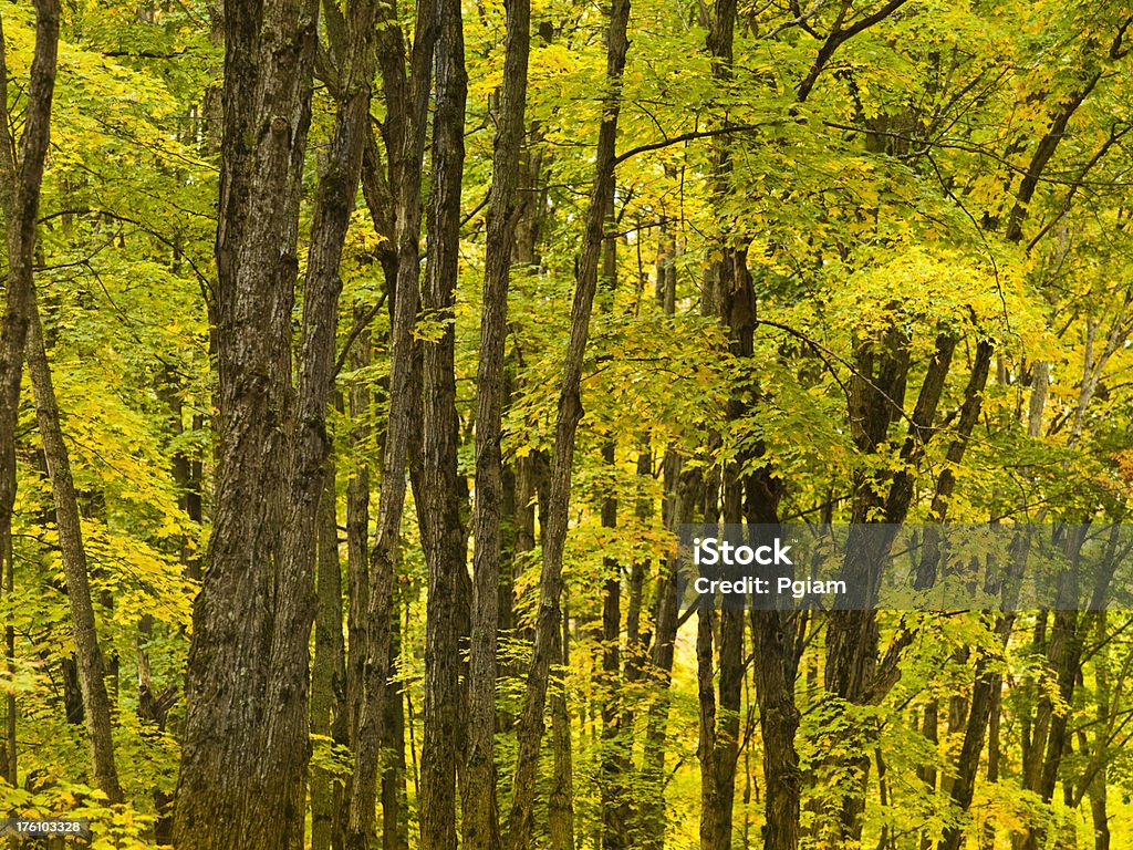 Arbres en automne Forêt de campagne - Photo de Arbre libre de droits