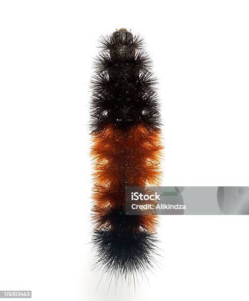 Photo libre de droit de Laineux Ourson Catapillar De Dessus banque d'images et plus d'images libres de droit de Chenille - Larve - Chenille - Larve, Bonnet de laine, Fond blanc