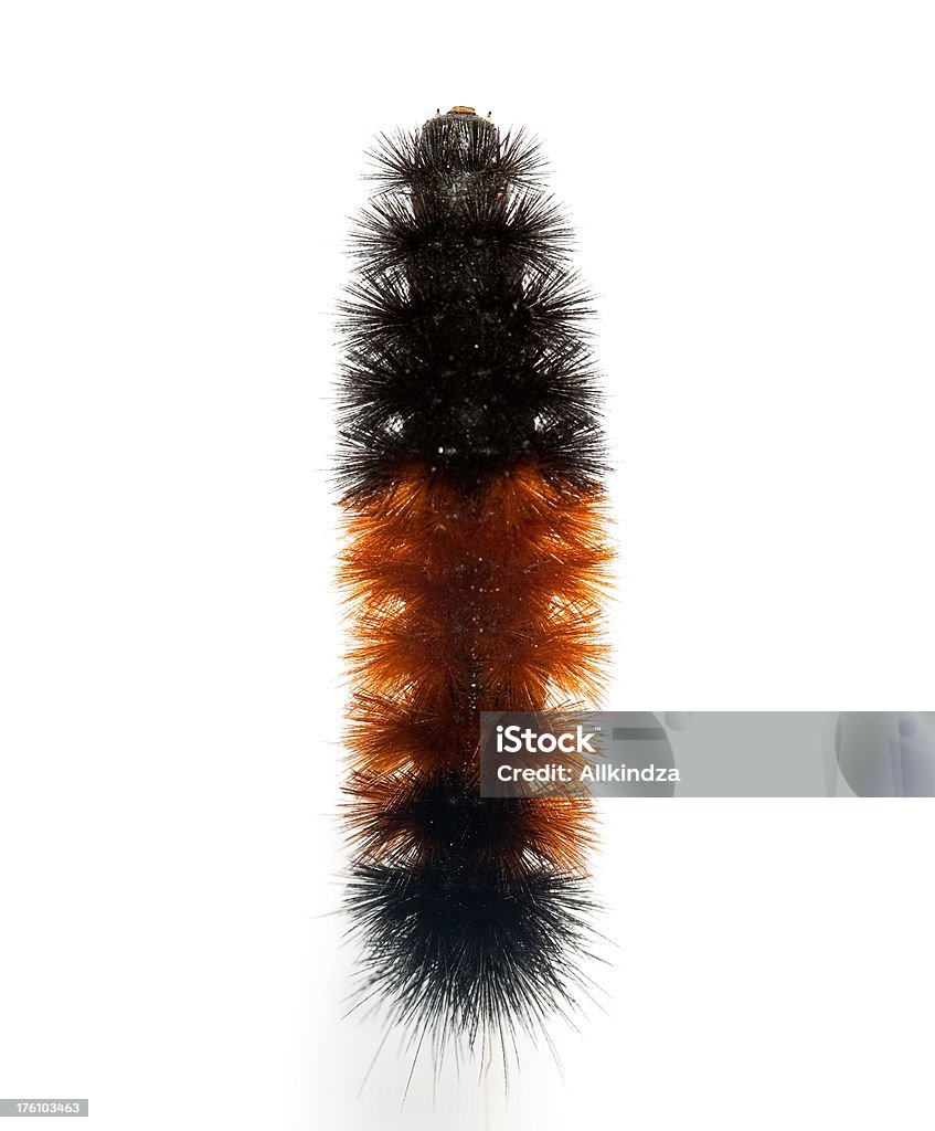 Urso-barrigudo catapillar a partir de cima - Royalty-free Lagarta Foto de stock