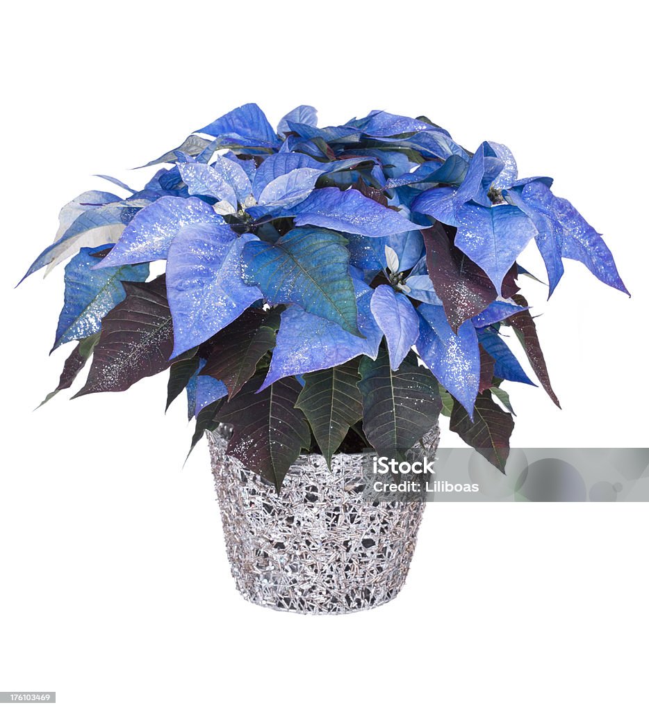 Poinsettia fleur - Photo de Bleu libre de droits