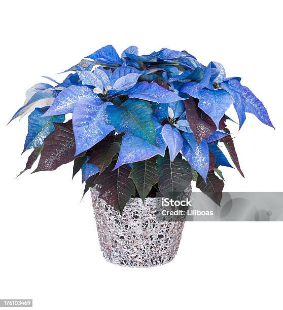 Photo libre de droit de Poinsettia Fleur banque d'images et plus d'images libres de droit de Bleu - Bleu, Poinsettia, Cultures