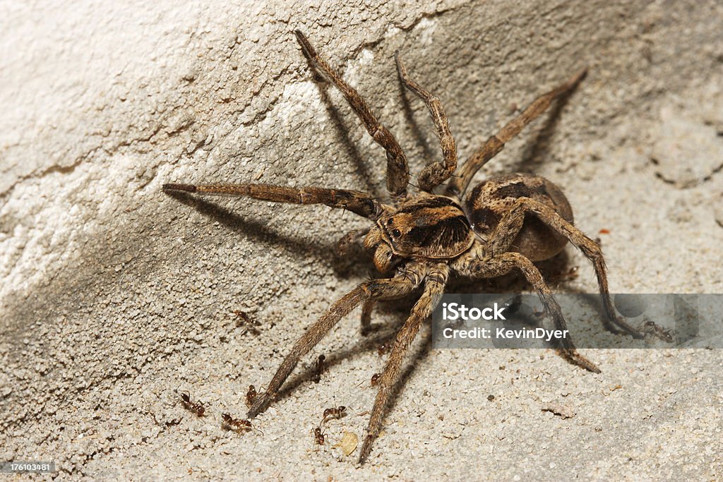 Wolf Spider The ants surrounding this handsome spider were biting his legs but he just kept kicking them off . Was quite amusing to watchPlease see some similar images from my portfolio : Wolf Spider Stock Photo