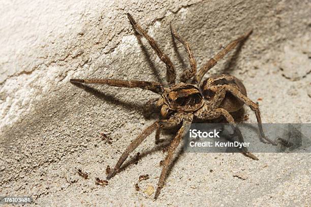 Wolf Spider Stock Photo - Download Image Now - Wolf Spider, Animal, Ant