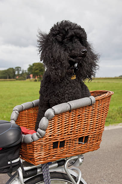 istock Mobile dog # 3 XXXL 176103547