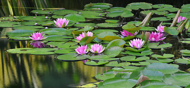 water seerose - water lily lily water water garden stock-fotos und bilder