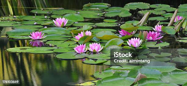 Nenúfar Foto de stock y más banco de imágenes de Nenúfar - Nenúfar, Lirio, Estanque