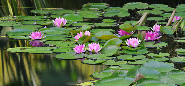 nenúfar - water lily lily water water garden imagens e fotografias de stock