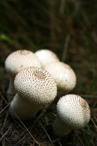 Puffball mushroom in autumn