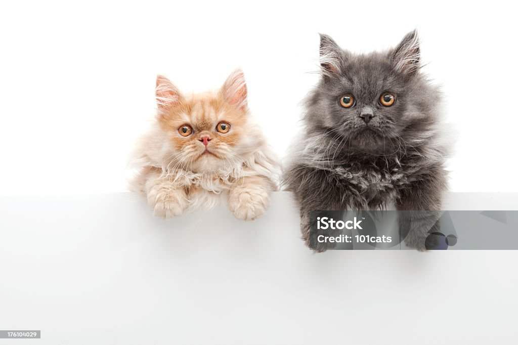 두 명의 친구를 - 로열티 프리 고양이 새끼 스톡 사진