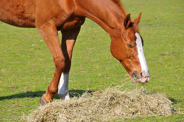 Brown Horse with white bless eating hay stock photo