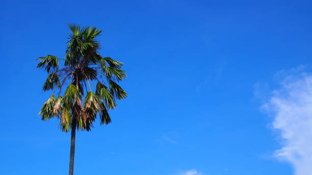 istock the plam tree on the blue sky at midday. For use as background or copy space. 1761042223