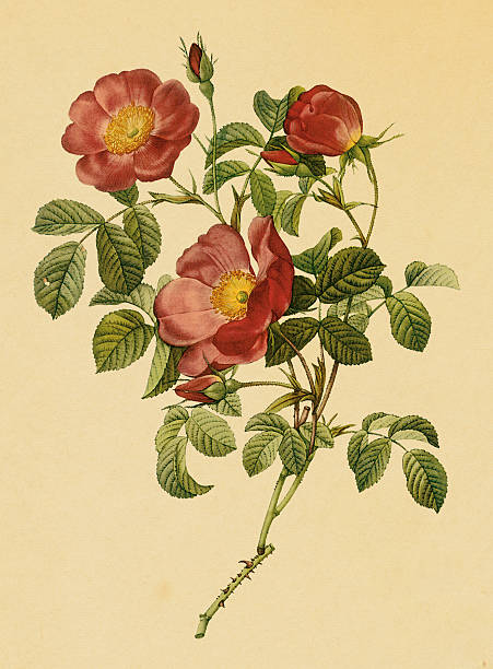 istock Rose of love | Antique Flower Illustrations 176104305