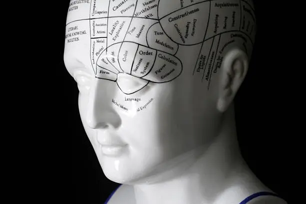 Photo of Phrenology Head