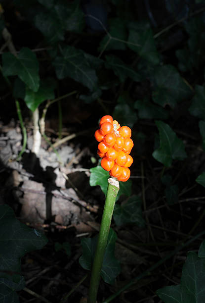 Wild arum ((Arum maculatum)) is a common woodland plant, often picked out from darkness by single shafts of sunlight. Other names for wild arum in the UK are Lords and Ladies, Jack in the pulpit, cuckoo-pint, cuckoo flower and starchwort; while in America names such as wake Robin, dragon root and wild turnip are used. In John Gerard's Herball (1597), he writes: 'The most pure and white starch is made of the rootes of the Cuckoo-pint, but most hurtful for the hands of the laundresse that have the handling of it, for it chappeth, blistereth, and maketh the hands rough and rugged and withall smarting.' Wild arum is at its most poisonous at the time of the cuckoo, in early spring. Shown here are the poisonous orange berries, in late summer.