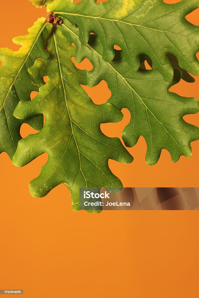 Oak Leaves Oak leaves on an orange background. Backgrounds Stock Photo