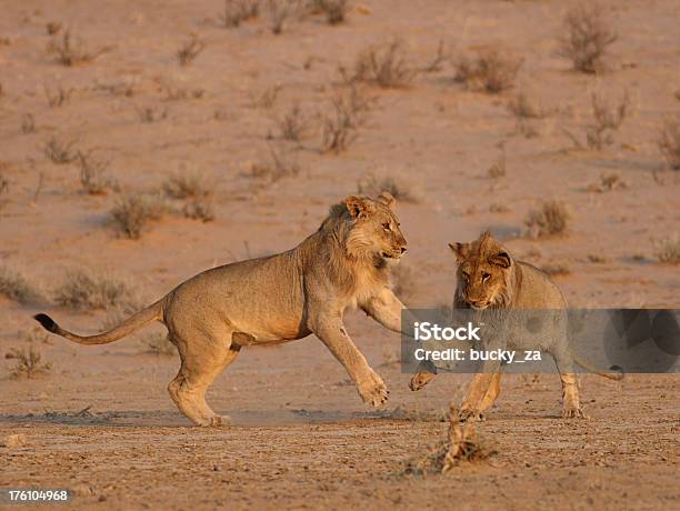 Due Giovani Uomini Giocare Leoni Africani Combatterci Lun Laltro - Fotografie stock e altre immagini di Africa