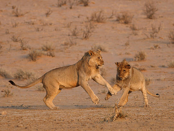 istock Two young male African lions play fighting each other 176104968