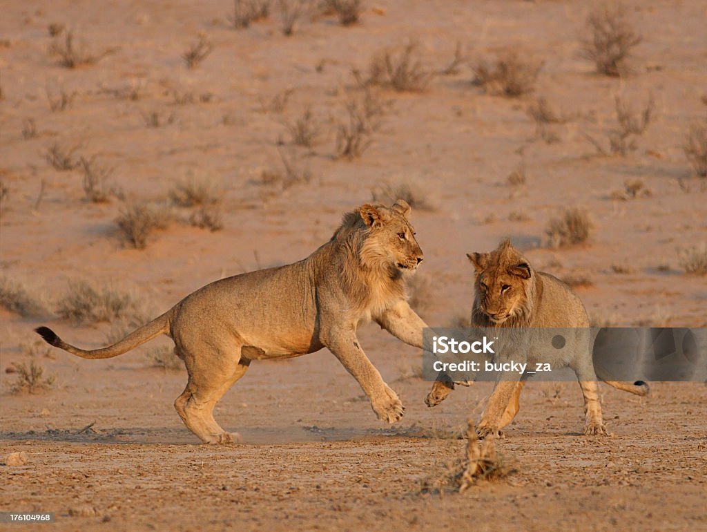 Dois jovem macho Leões africanos jogar luta contra os outros - Royalty-free Animal Foto de stock