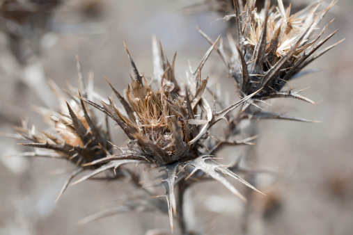 A sharp thing. A thorny dry thistle