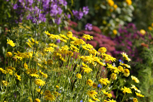 istock Flowerbed with dyer camomile 176105248