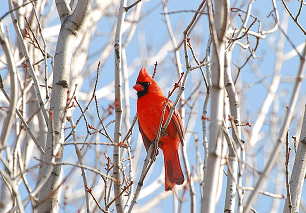 Cardinal Northern Cardinal (Cardinalidae family) on leafless birch tree on a sunny spring day. birch tree photos stock pictures, royalty-free photos & images