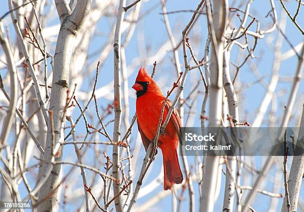 Cardeal - Fotografias de stock e mais imagens de Cardeal - Pássaro - Cardeal - Pássaro, Árvore, Cardeal do norte