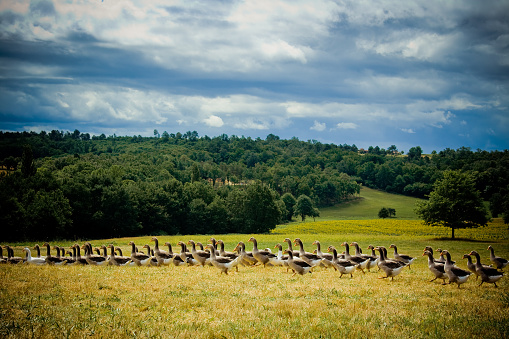 Healthy grey gooses in south-western France raised open air, beautiful landscapes of Dordogne