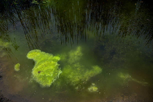 Alga di crescita - foto stock