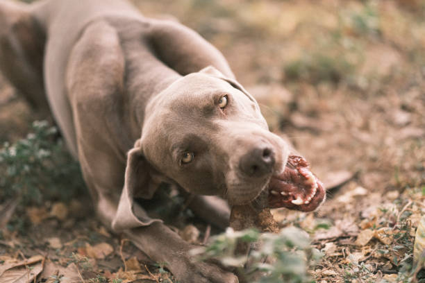 istock Weimaraner dog biting a small wooden log. 1761054441