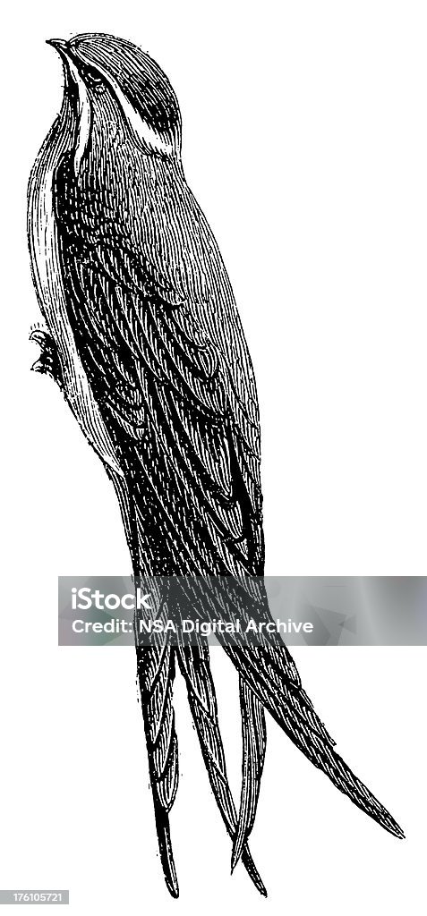 Cliff swallow/Antyczny ptak Ilustracje - Zbiór ilustracji royalty-free (Antyczny)