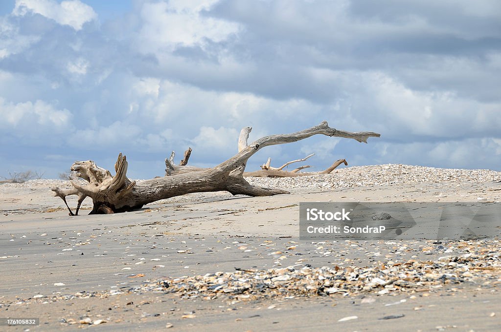 流木のビーチ - カラー画像のロイヤリティフリーストックフォト