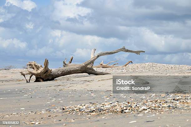 流木のビーチ - カラー画像のストックフォトや画像を多数ご用意 - カラー画像, ドラマチックな空模様, ベージュ