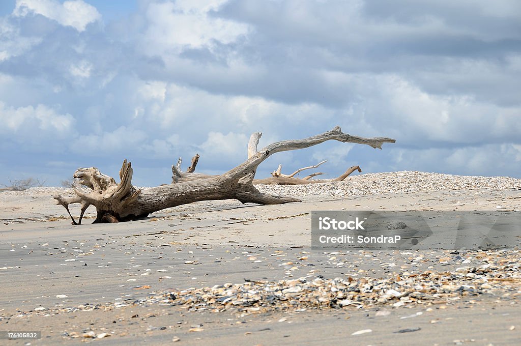 Troncos na praia - Foto de stock de Areia royalty-free