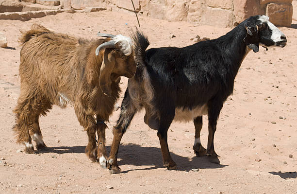 Two goats standing on rock looking away in a rural scene. Close-up of a couple of goats in a mountain.