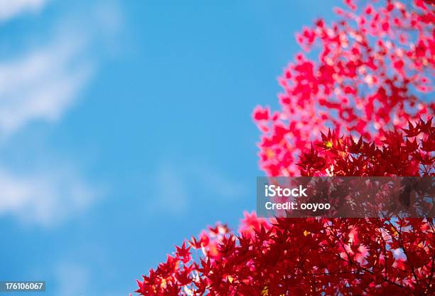 Céu De Outono - Fotografias de stock e mais imagens de Ao Ar Livre - Ao Ar Livre, Azul, Claro