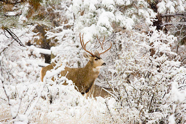 istock Huge Buck Mule Deer in Snow 176106069
