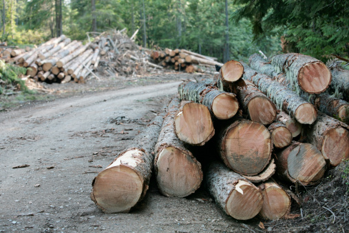 Logs await their fate by the side of a Canadian Logging Road.