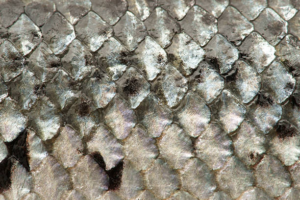 istock Salmon skin closeup as background - horizontal 176106135