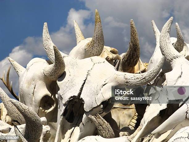 Steer Totenköpfe Knochenbisonhorn Stockfoto und mehr Bilder von Hausrind - Hausrind, Tierisches Skelett, Wüste