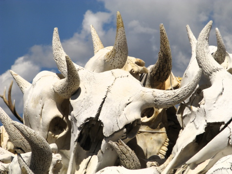 A pile of bleached steer skulls.