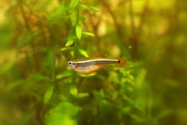 istock Akahire, a Japanese freshwater fish 1761065091