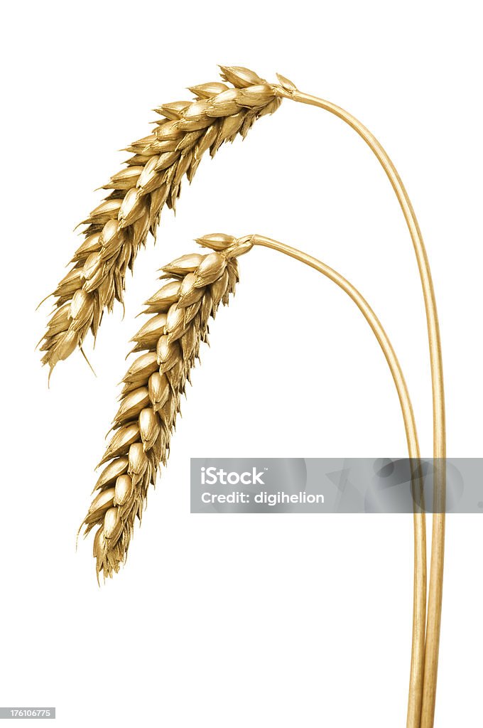 Золотой пшеницы — крупный план - Стоковые фото Без людей роялти-фри