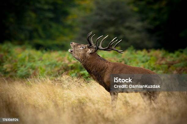 Red Deer Stock Photo - Download Image Now - Animal, Animal Wildlife, Animals In The Wild