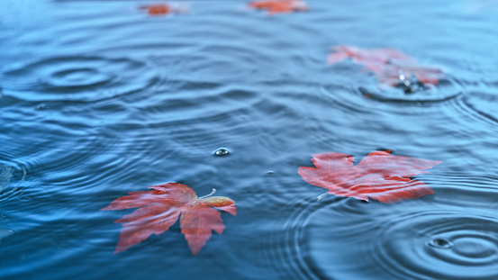 Orange coloured maple leaves floating on blue water.