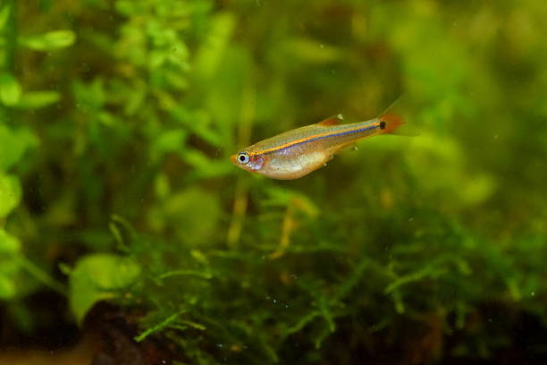 istock Akahire, a Japanese freshwater fish 1761070429